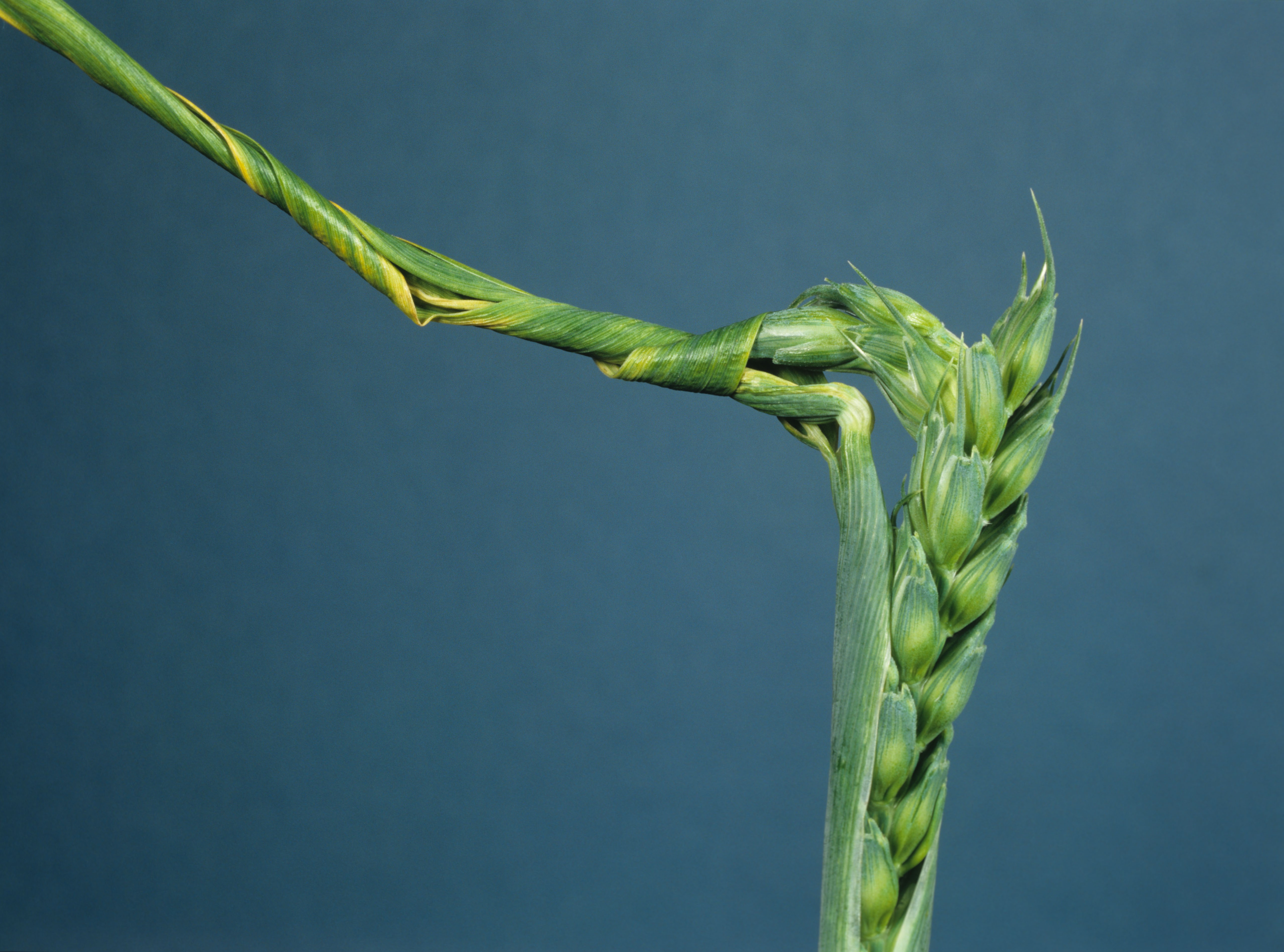 Copper Deficiency and Micronutrients NexusBioAg